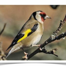 Buy Euro Goldfinch - Parva Online