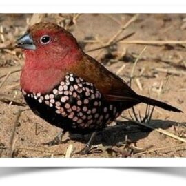 Rosy Twinspot