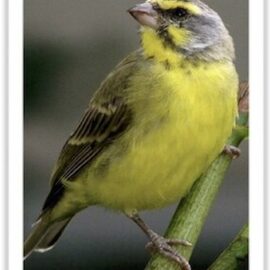 Buy White-tipped Green Singer Online