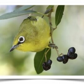 Buy Yellow White-eyed Online