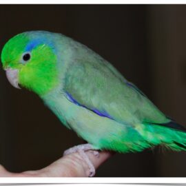 Buy Green Parrotlet Online