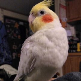Lutino Cockatiel