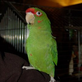 BUY MILITARY MACAW ONLINE