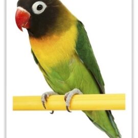 Buy Lovebirds - Black Masked Online