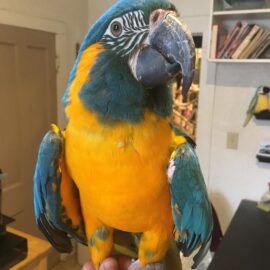 Blue-throated macaw