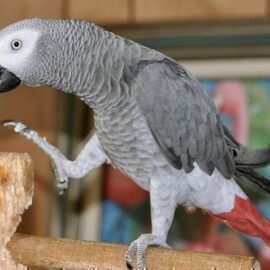 Buy African Grey Parrot Online