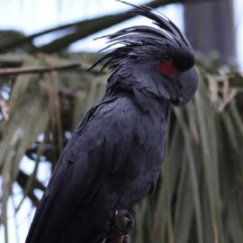 BUY BLACK PALM COCKATOO FOR SALE