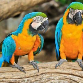 Buy Blue & Yellow Macaw Online