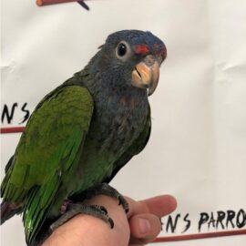 BUY BLUE HEADED PIONUS FOR SALE