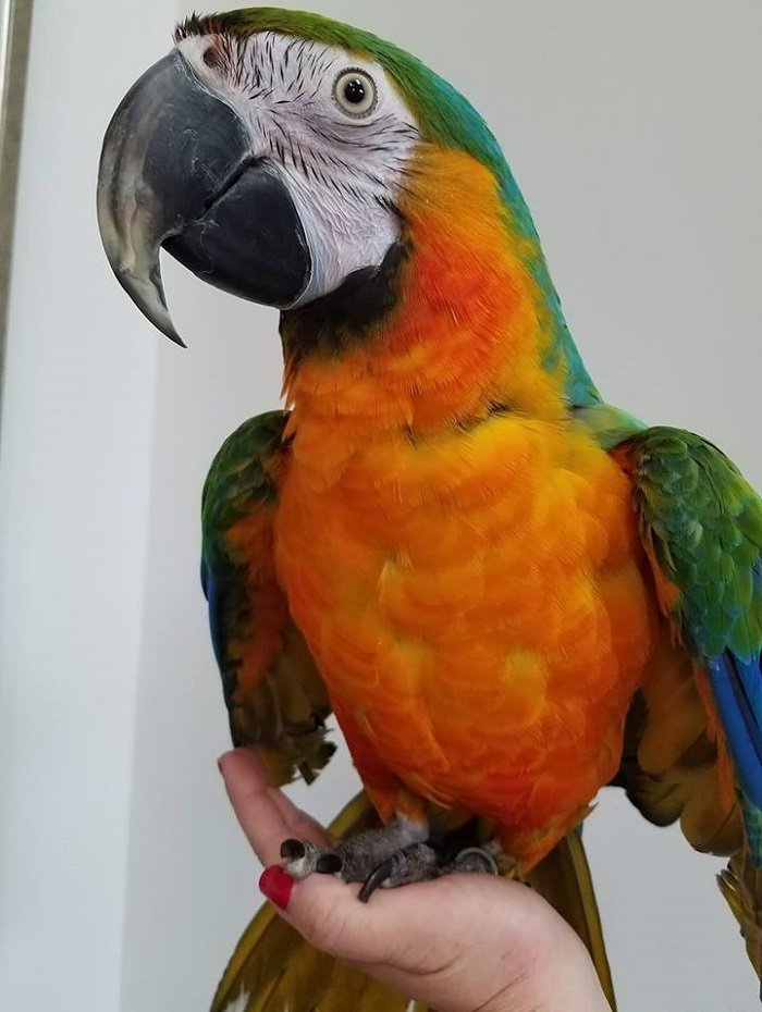 BUY CATALINA MACAW FOR SALE - Image 4