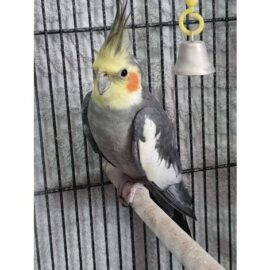 BUY COCKATIEL BIRD FOR SALE