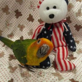 BUY CONURE FOR SALE
