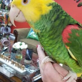 BUY DOUBLE YELLOW HEADED AMAZON FOR SALE