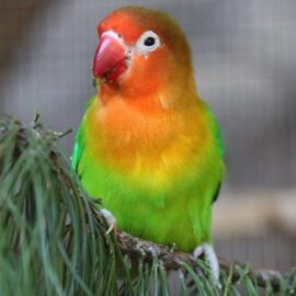 BUY FISCHER’S LOVEBIRD FOR SALE