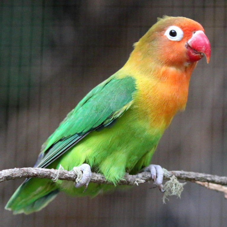BUY FISCHER’S LOVEBIRD FOR SALE - Image 2