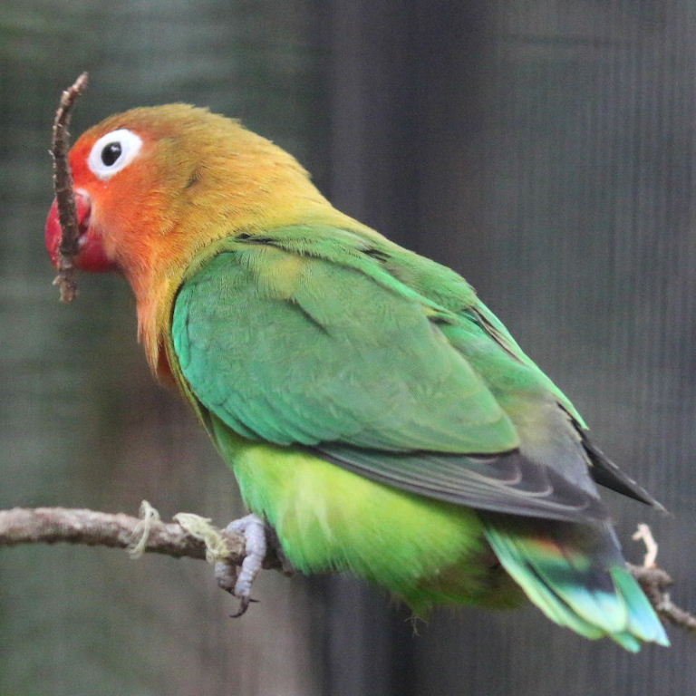 BUY FISCHER’S LOVEBIRD FOR SALE - Image 3