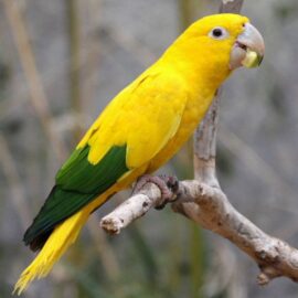 BUY GOLDEN CONURE FOR SALE