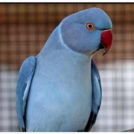 BUY INDIAN RINGNECK PARAKEETS FOR SALE