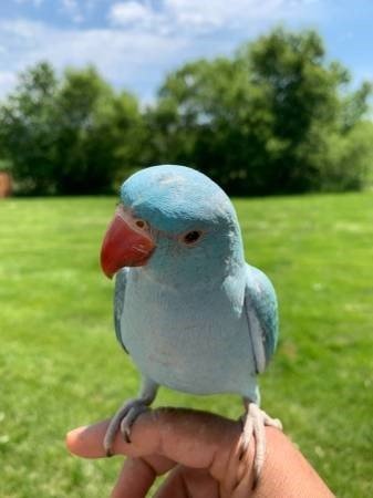 BUY INDIAN RINGNECK PARAKEETS FOR SALE - Image 3