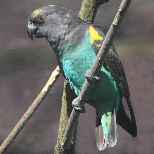 BUY MEYERS PARROT FOR SALE - Image 2