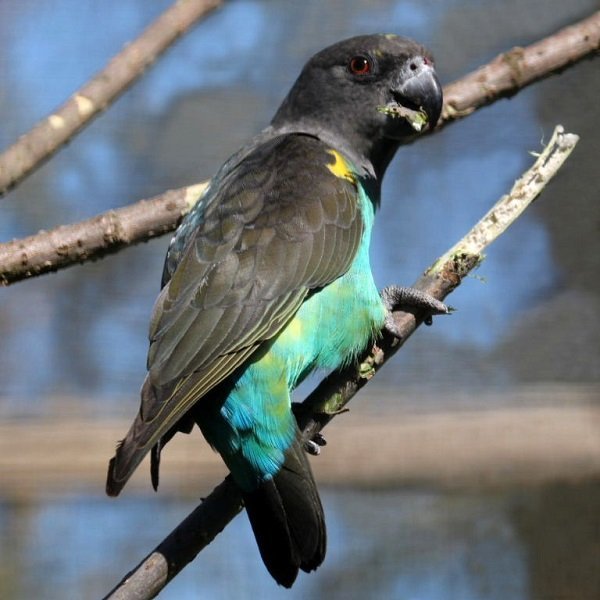 BUY MEYERS PARROT FOR SALE - Image 3