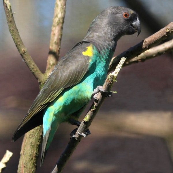 BUY MEYERS PARROT FOR SALE - Image 4