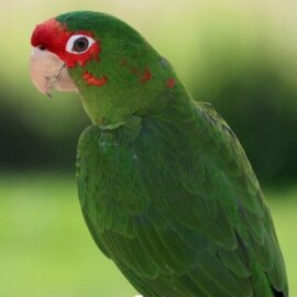 BUY MITRED CONURE FOR SALE