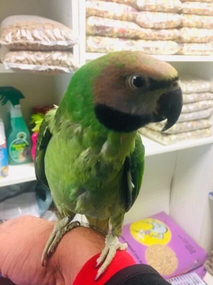 BUY MUSTACHE PARAKEET FOR SALE