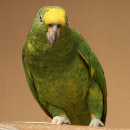 BUY PANAMA AMAZON FOR SALE