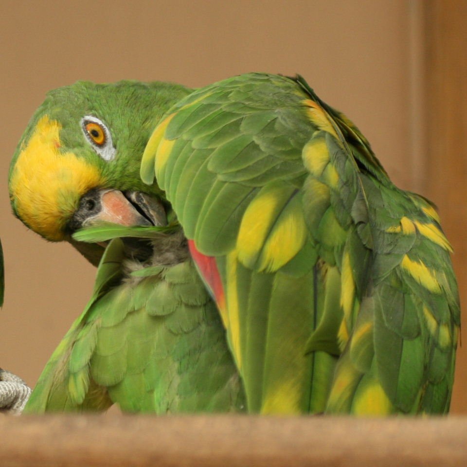 BUY PANAMA AMAZON FOR SALE - Image 3