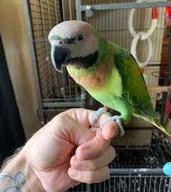 BUY PARAKEETS FOR SALE