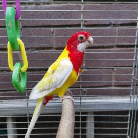 BUY ROSELLA FOR SALE