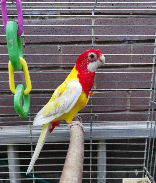 BUY ROSELLA FOR SALE
