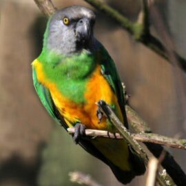 BUY SENEGAL PARROT FOR SALE