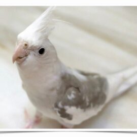 Buy Cockatiel - White-faced Pied Online