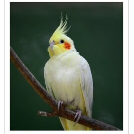 Buy Cockatiel - Lutino Online