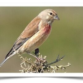 Buy Common Linnet Finch Online