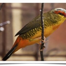 Buy Gold Breasted Waxbill (FEMALE ONLY) Online