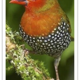 Buy Green-backed Twinspot Online