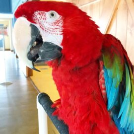 Green-winged macaw