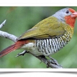 Buy Green-Winged Pytilia (Melba Finch) Online
