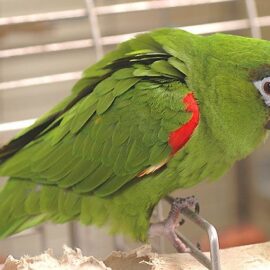 Buy Hahn’s Macaw for sale