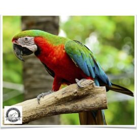 Buy Harlequin Macaw Online