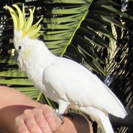 LESSER SULPHUR CRESTED COCKATOO FOR SALE