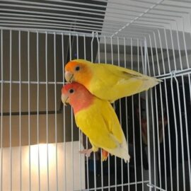LUTINO PEACH FACED LOVEBIRD FOR SALE