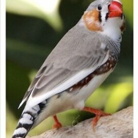 Buy Pied Zebra Finch Online