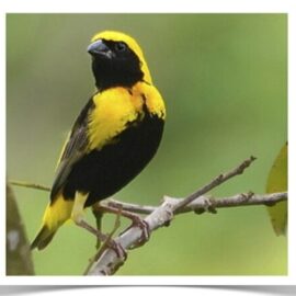 Buy Yellow Crown Weaver (Bishop) Online