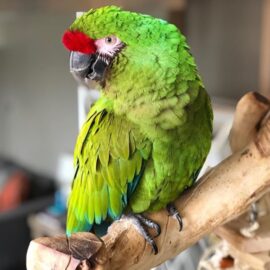 Military macaw