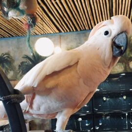 Moluccan Cockatoo