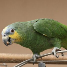 ORANGE WINGED AMAZON FOR SALE